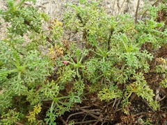 Artemisia campestris maritima