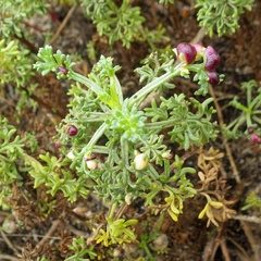 Artemisia campestris maritima