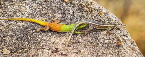 Zimbabwe Flat Lizard
