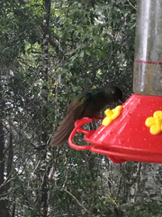 Chalybura urochrysia