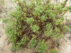 Artemisia campestris maritima