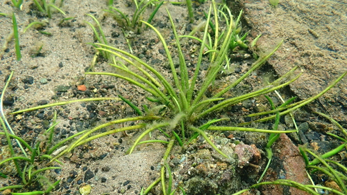 Lake quillwort (Isoetes lacustris)