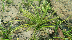 Isoetes lacustris, photograph (c) Nicola Crockford, some rights reserved (CC BY)