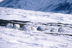 Lepus arcticus