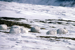 Lepus arcticus