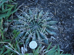 Ferocactus macrodiscus macrodiscus