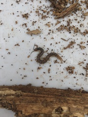 Cormocephalus westwoodi