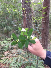 Pimelea drupacea