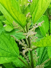 Urtica platyphylla