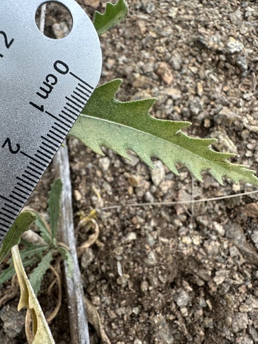 Leechleaf Blazingstar (Mentzelia sinuata)