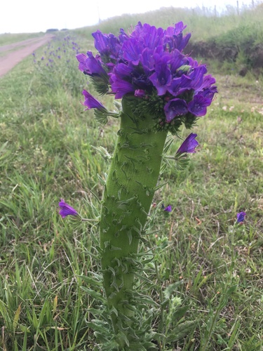 Echium plantagineum iNat (3)