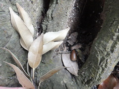 Castanopsis sieboldii