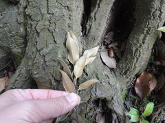 Castanopsis sieboldii