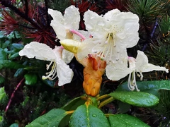 Rhododendron aureum