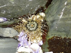Anthopleura handi