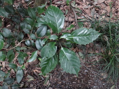 Aucuba japonica