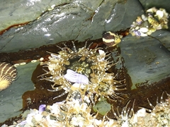 Anthopleura handi