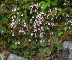Saxifraga stolonifera