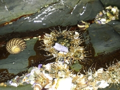 Anthopleura handi