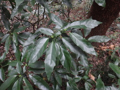 Aucuba chinensis