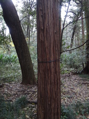 Cryptomeria japonica