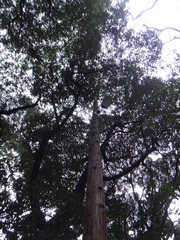 Cryptomeria japonica