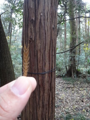 Cryptomeria japonica