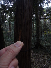 Cryptomeria japonica