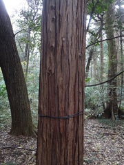 Cryptomeria japonica