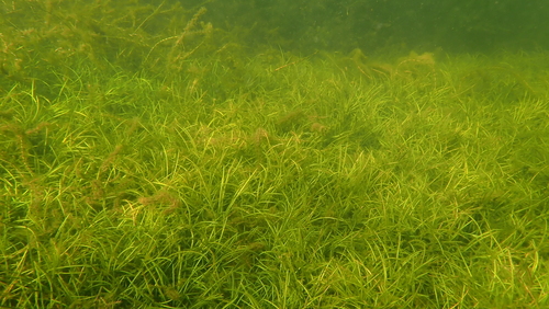 Isoetes lacustris, photograph 5