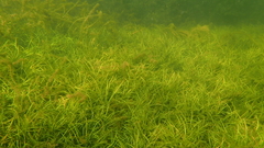 Isoetes lacustris, photograph (c) Nicola Crockford, some rights reserved (CC BY)