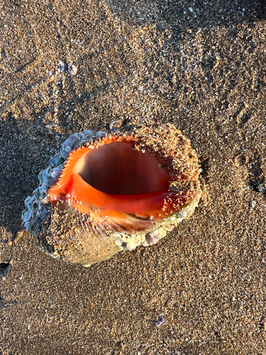 Stramonita haemastoma