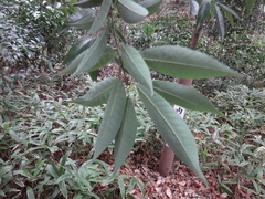 Fagaceae