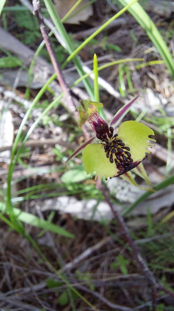 Caladenia concinna