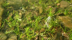 Isoetes lacustris, photograph (c) Nicola Crockford, some rights reserved (CC BY)