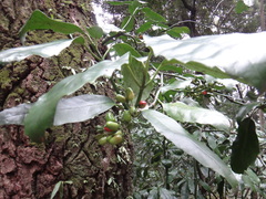 Aucuba chinensis