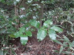 Cinnamomum camphora