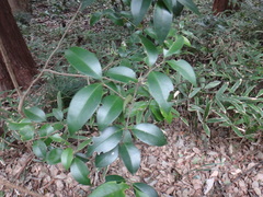 Caprifoliaceae