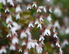 Saxifraga stolonifera