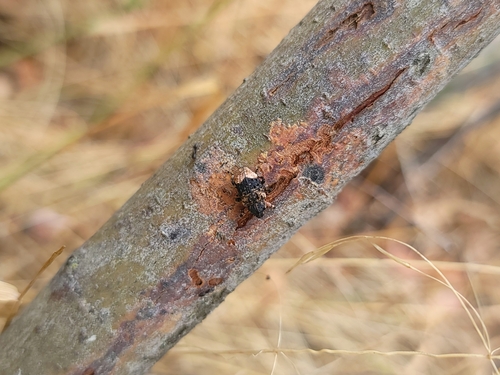 Poplar-and-Willow Borer photo 3