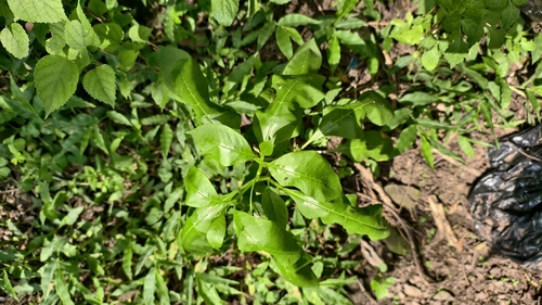 American pokeweed