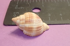 Cancellaria reticulata