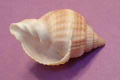 Cancellaria reticulata