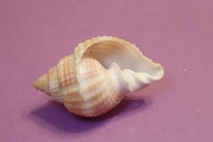 Cancellaria reticulata