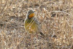 Macronyx aurantiigula