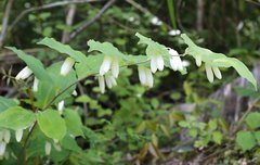 Polygonatum lasianthum