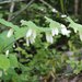 Polygonatum lasianthum - Photo (c) 空猫 T. N, some rights reserved (CC BY-NC), uploaded by 空猫 T. N