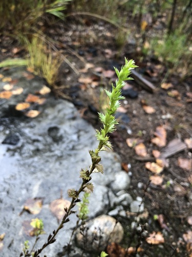 Large-Bract Eyebright (Euphrasia pectinata)