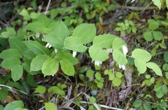 Polygonatum lasianthum