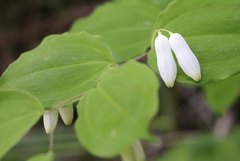 Polygonatum lasianthum